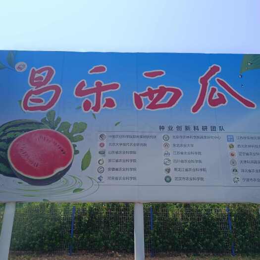 昌乐西瓜新品种宝都 贝贝西瓜种子 泫晶红颜 皮薄糖分高好管理