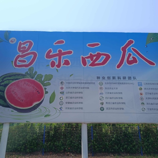 昌乐县昌乐西瓜新品种宝都 贝贝西瓜种子 泫晶红颜 皮薄糖分高好管理