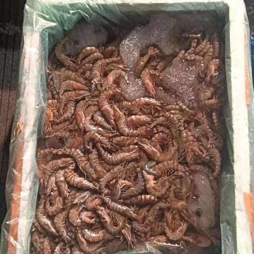 湛江沙虾