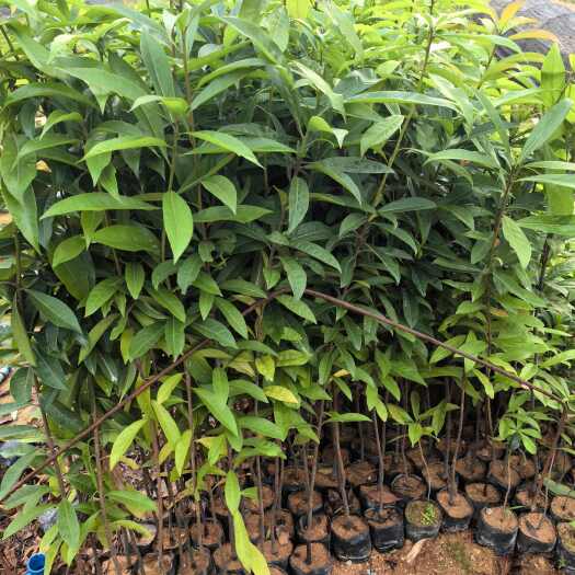 广州70公分高木荷苗