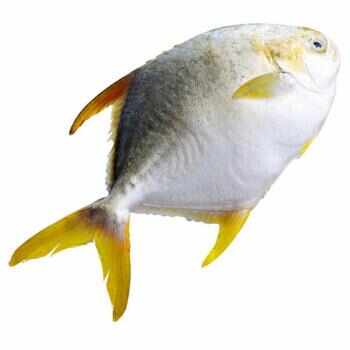 金昌鱼
