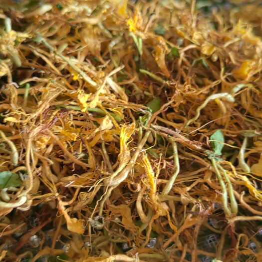 金銀花純野金銀花大毛花上新
