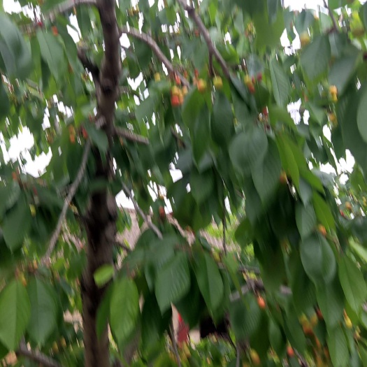 乾县陕西省樱桃基地直销，颜色鲜艳，口感甜美。