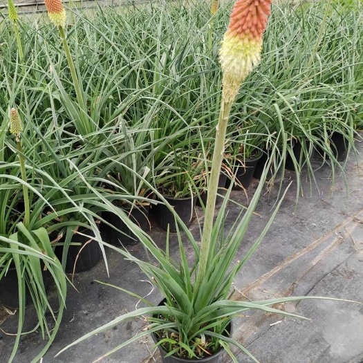 火炬花火星花