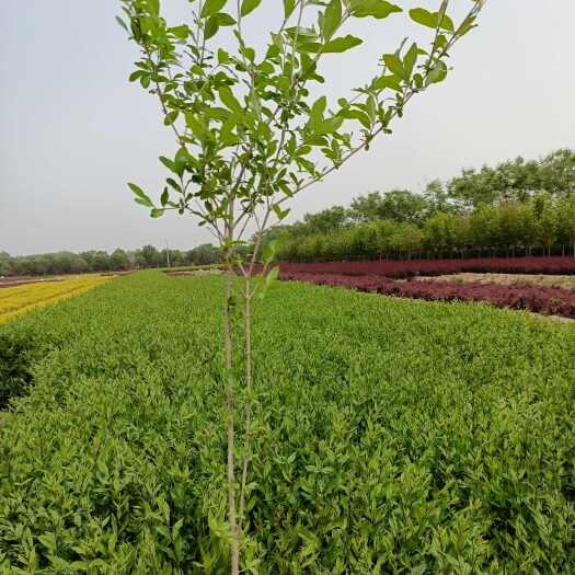 西安优质水蜡出售  水蜡苗圃厂家批发   基地直销