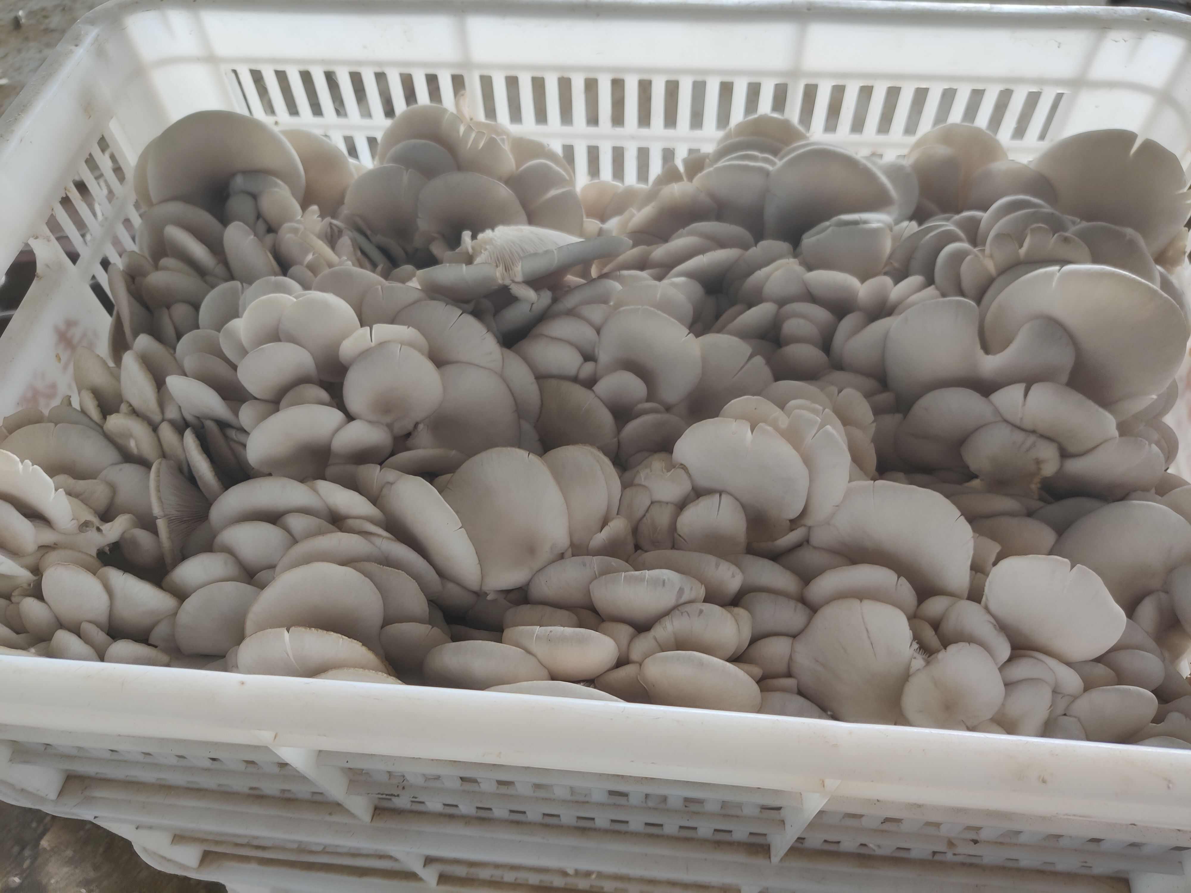 平菇头茬大量上市欢迎老板对接