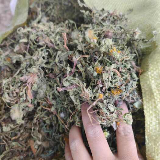 阳信县山东蒲公英