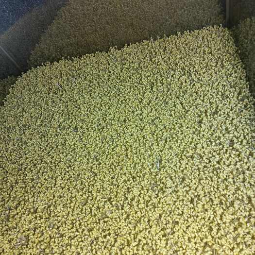 成武县黄豆芽