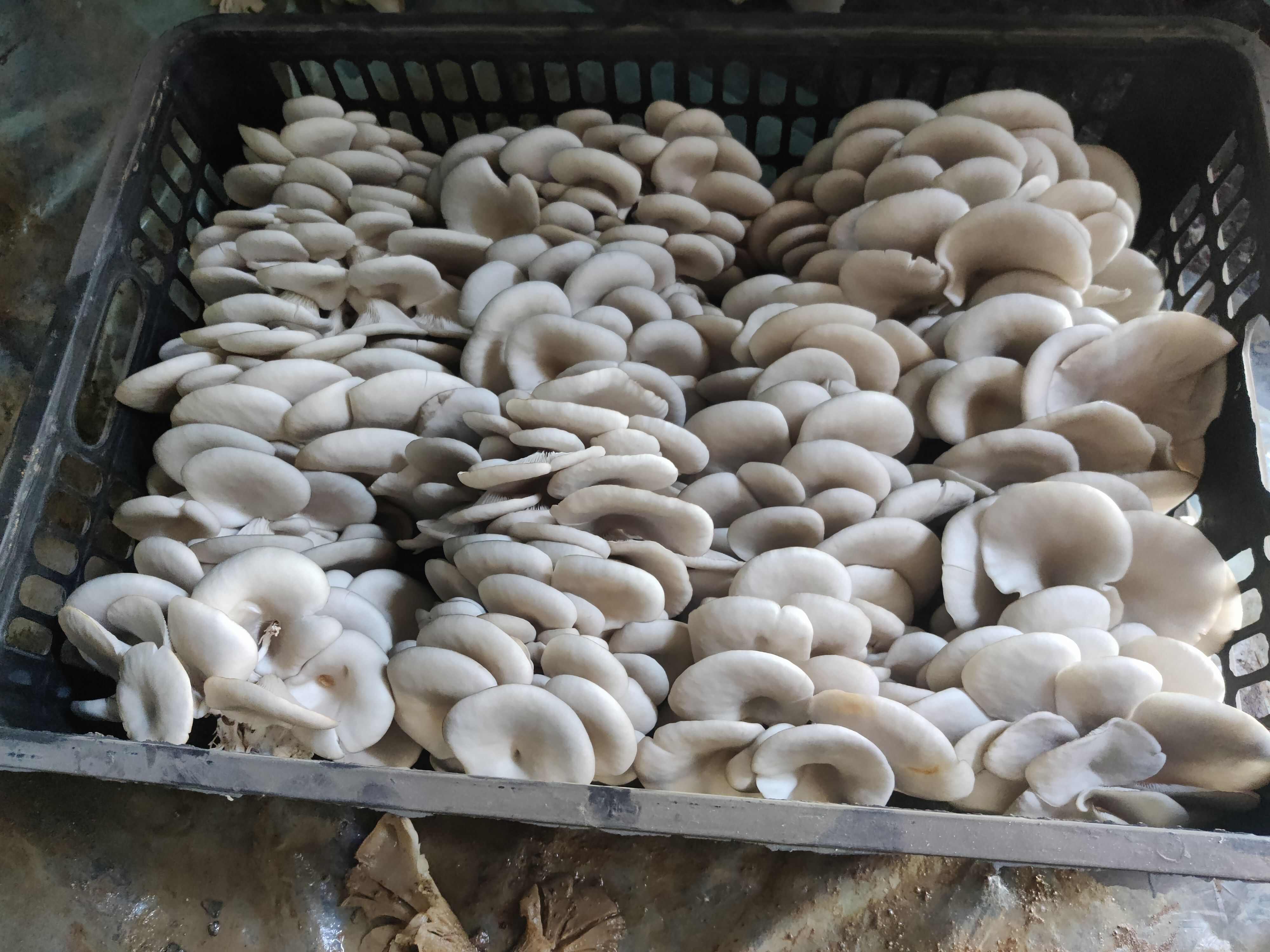 平菇头茬大量上市欢迎老板对接