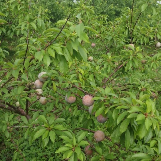 兴业县三华李
