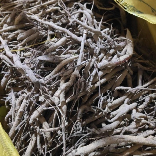 红皮小叶千斤拔