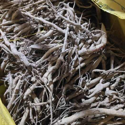 天峨县红皮小叶千斤拔