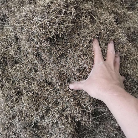亳州白花蛇草 正品无硫白花蛇草【假一赔十】