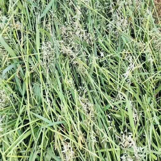 泽库县燕麦草