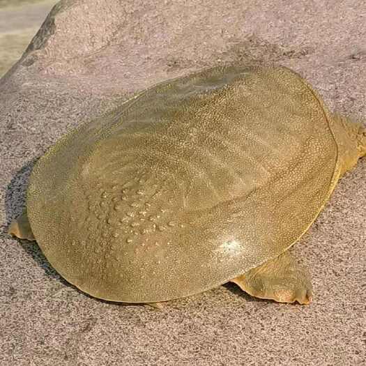 仁寿县甲鱼