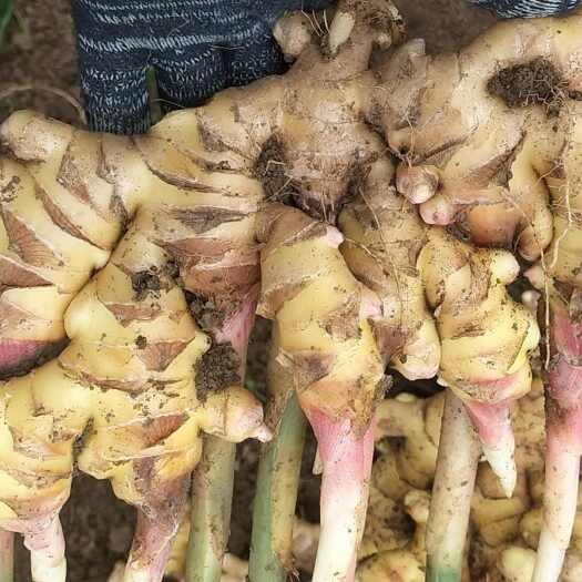 镇宁县贵州二黄姜，香辣有味。