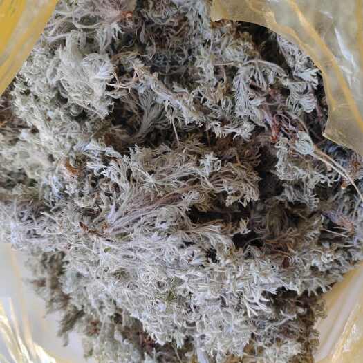 阳信县山东本地棉茵陈