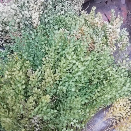 白花败浆草切段晒干干品