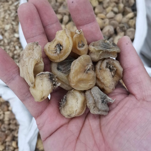 山慈菇冰球子【假一赔十】正品山慈菇
