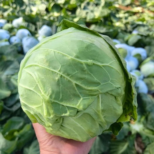 新野县新野甘兰圆包菜大量上市，产地直发，保质保量，货源充足