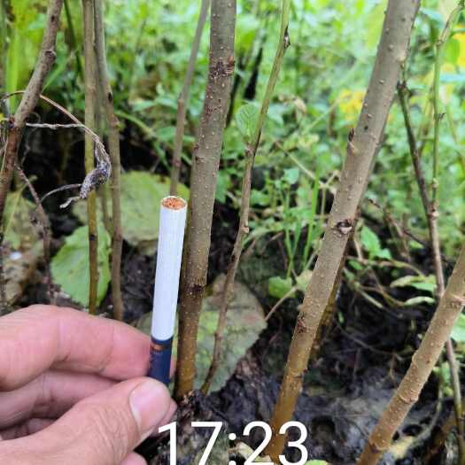 上林县大叶桑苗