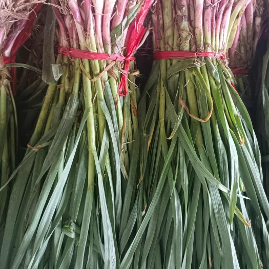 临洮红根蒜苗大量上市
