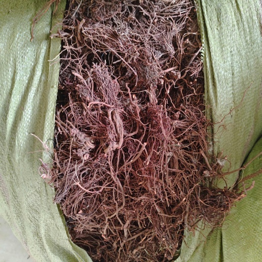阳信县茜草