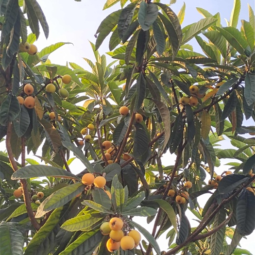 杭州枇杷大量上市