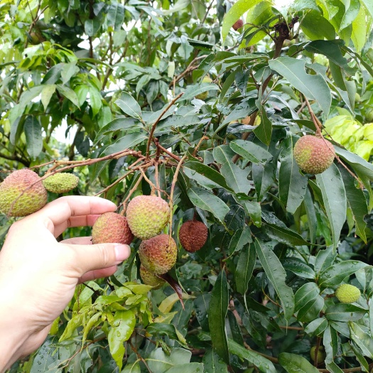 茂名茂名妃子笑荔枝