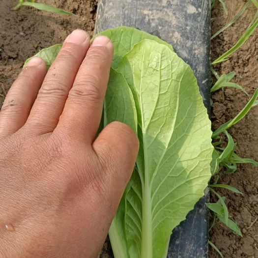 奶油小白菜 快菜
