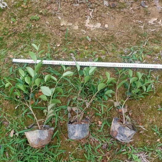 茶梅小苗绿化工程地被苗大量供应自产自销价格实惠
