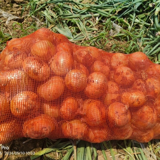 新野县黄葱