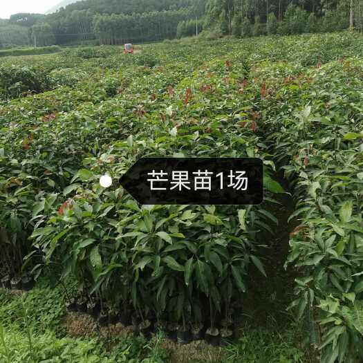 钦州100万棵果苗供应