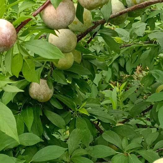 兴业县三华李