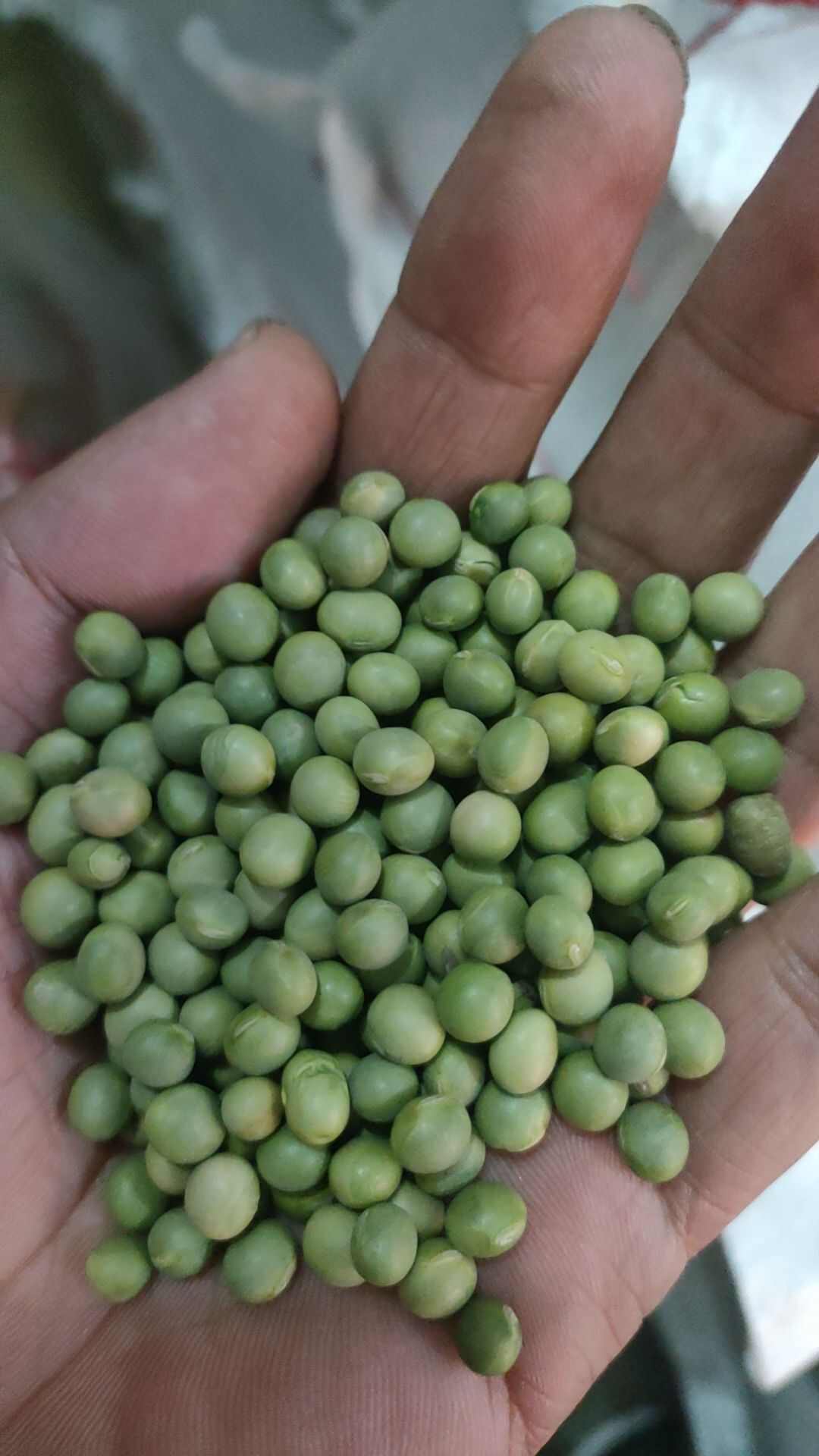 青豆