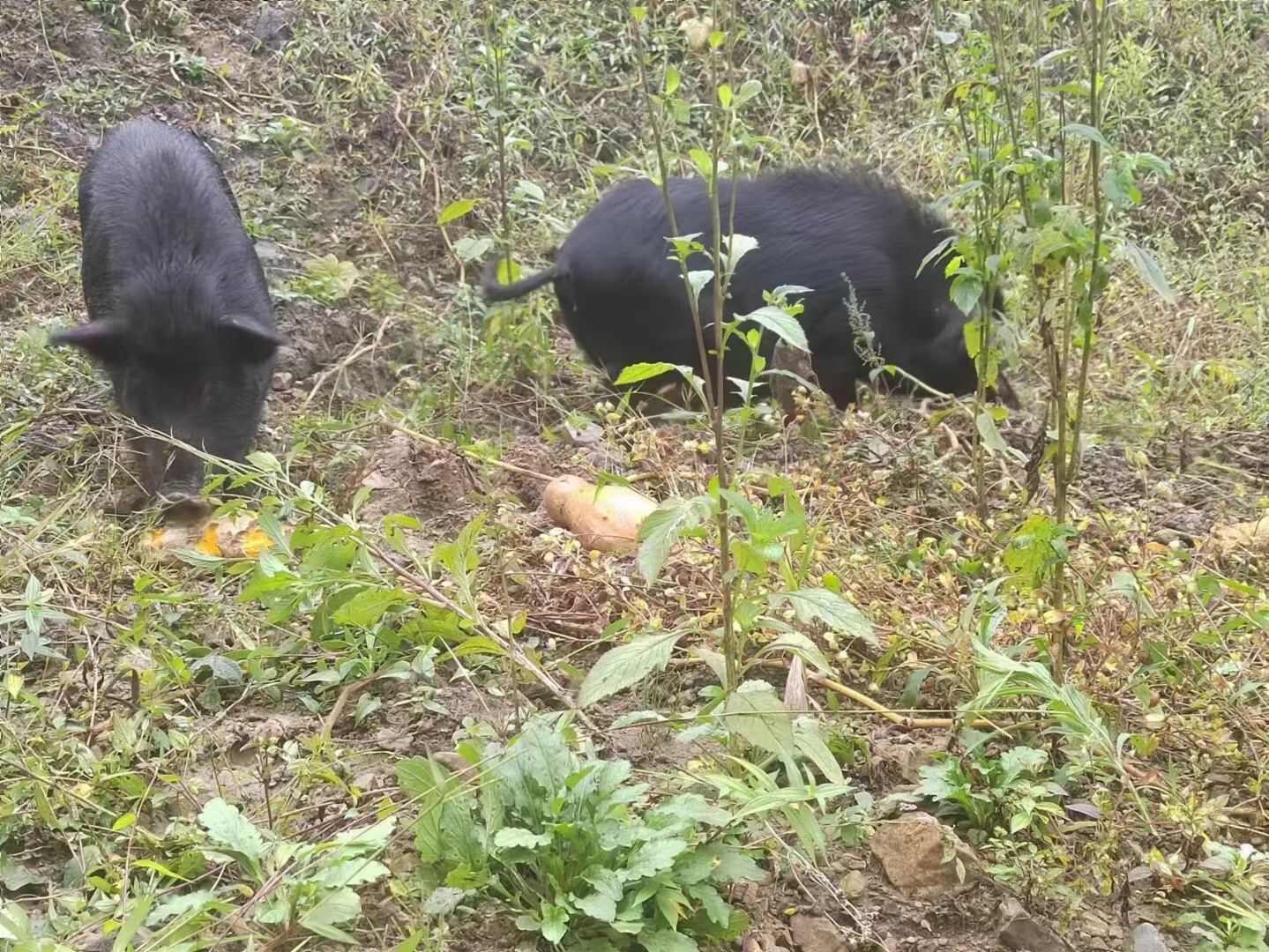 小耳跑山黑猪 养殖基地直发