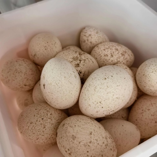 火鸡蛋