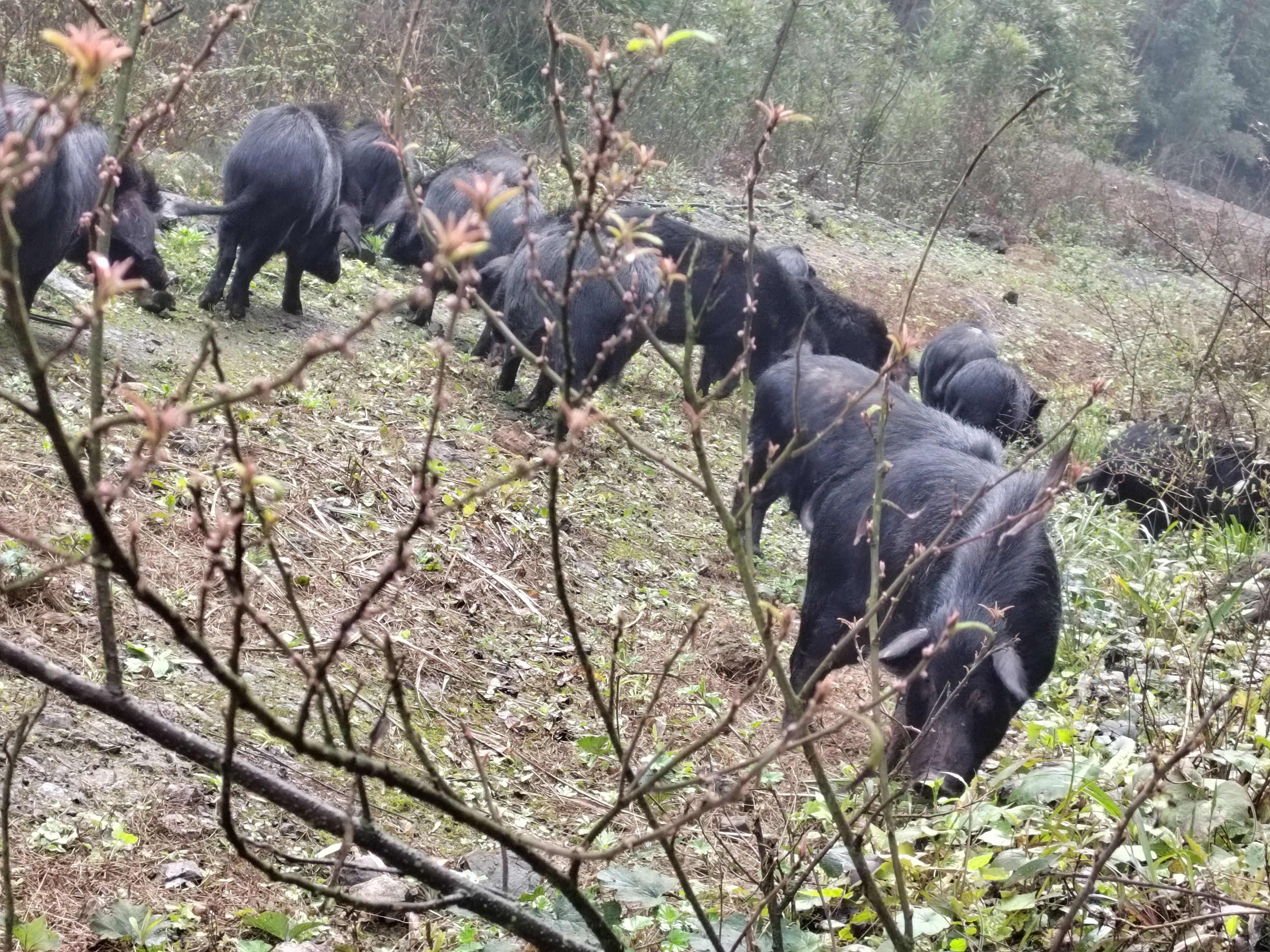 宜宾高山小耳跑山猪养殖基地直发