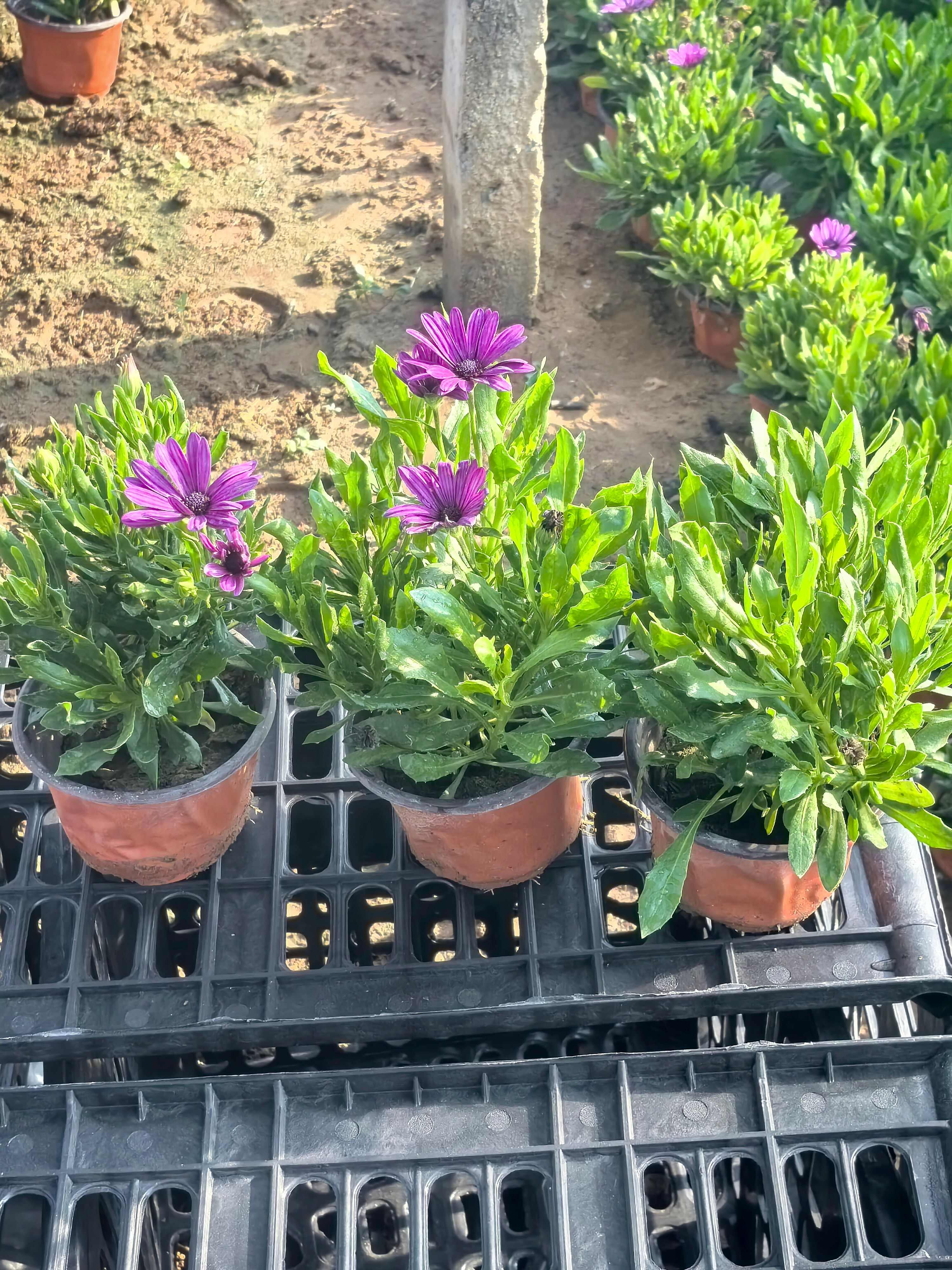 南非万寿菊，万寿菊，非洲万寿菊