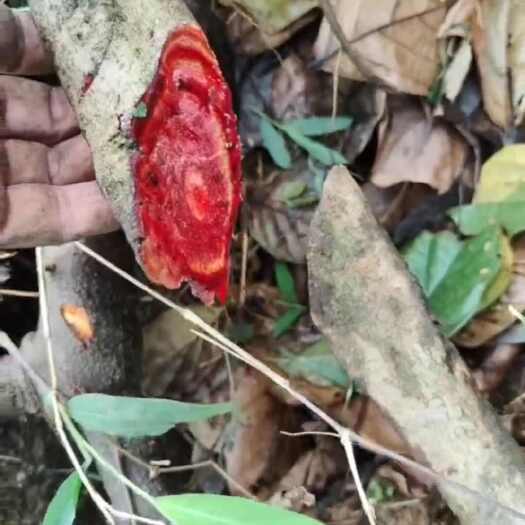 灵山县鸡血藤种苗