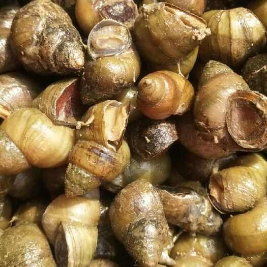 如皋市炮头1.7以上不封顶新鲜螺蛳，当天货