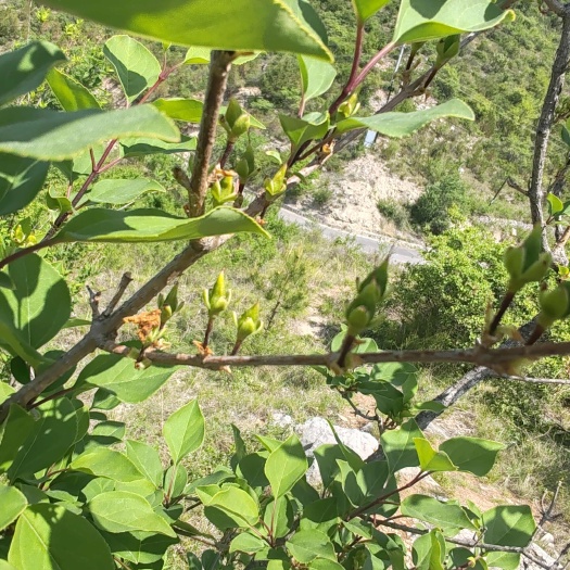 平顺县6月底连翘上货