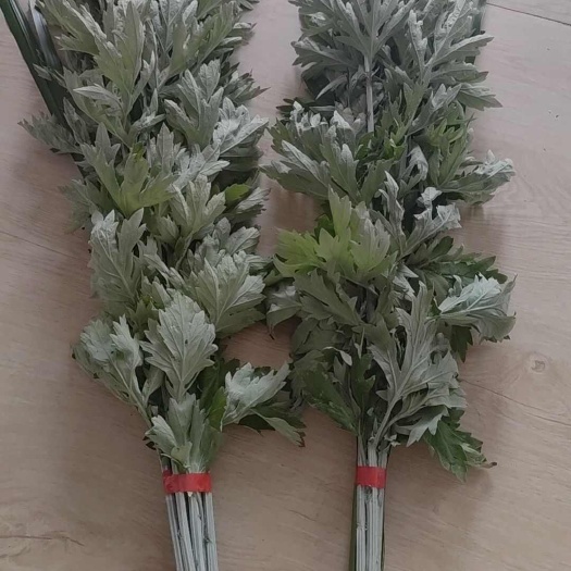 端午节艾草