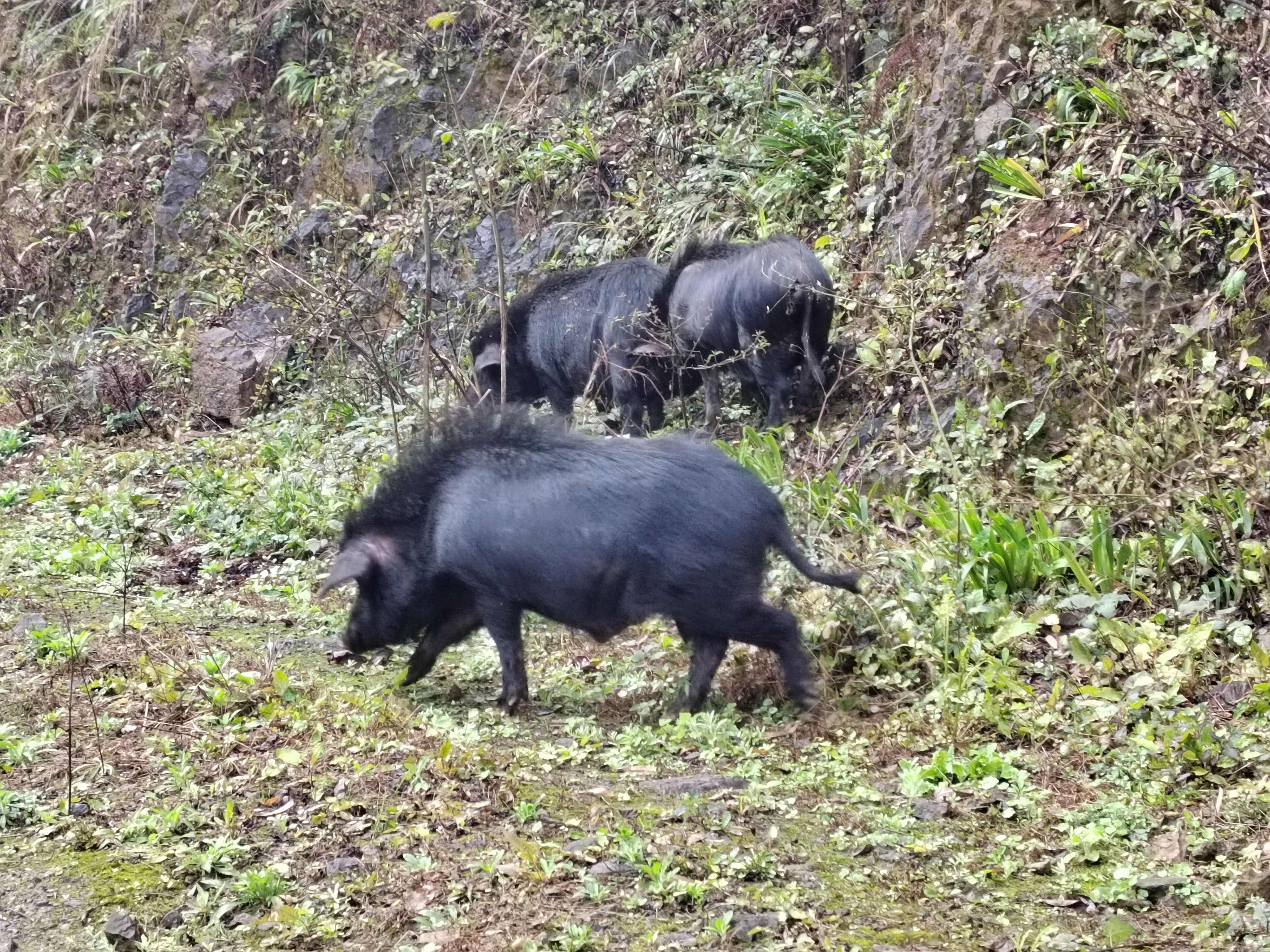 宜宾高山小耳跑山猪养殖基地直发