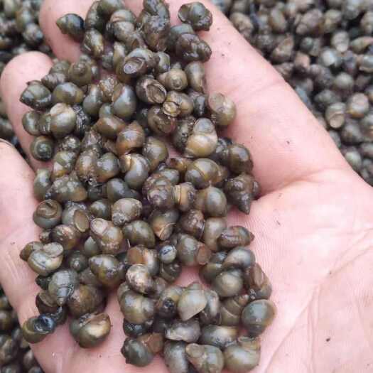 如皋市各种蚂蟥饲料螺。螃蟹螺大量供应
