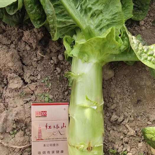 定西甘肃兰州红叶莴笋上市
