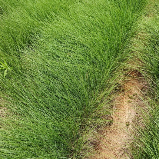 粉黛乱子草