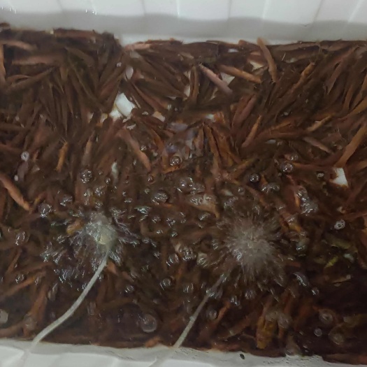 水蜂子鱼