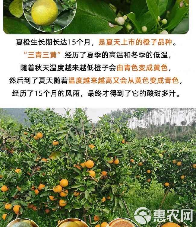 湖北夏橙产地一手货源，对接市场，电商平台，商超，社区团购