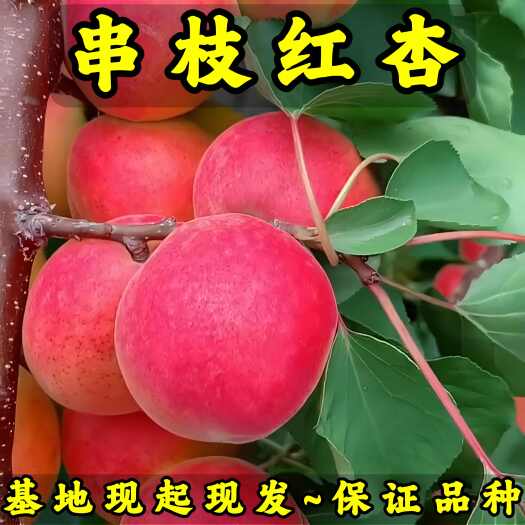 串枝红杏树苗 基地现起现发 东北耐寒新品种杏树苗 辽宁果树苗